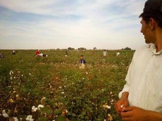 Child picking cotton in September 2012, Suyima Pakhtakor, Jizzakh. © 2012 Uzbek-German Forum for Human Rights